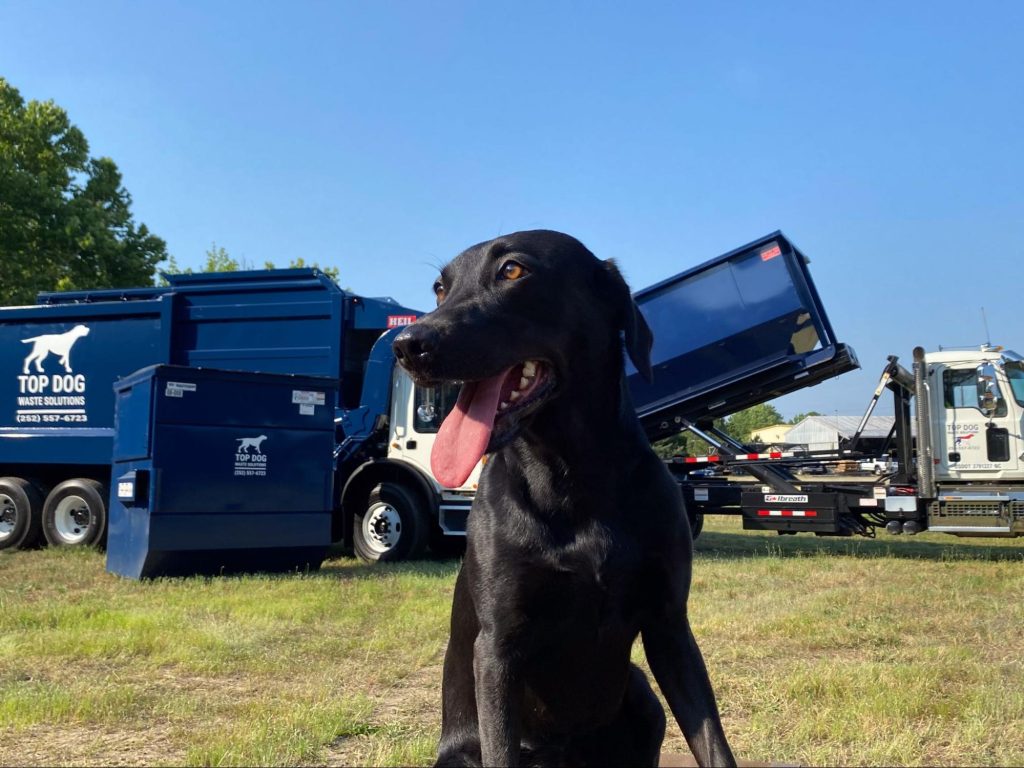 Dog next to waste removal trucks and a dumpster.